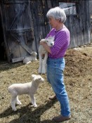 Rebecca and her lambs.